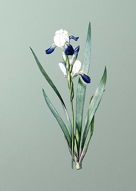 Tall Bearded Iris on Green