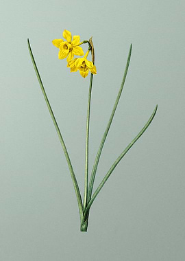 Narcissus Odorus on Green