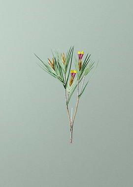 Witsenia Maura on Green