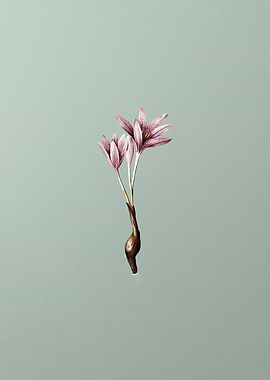 Autumn Crocus on Green