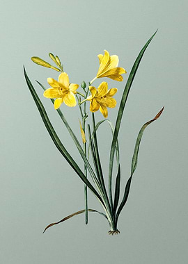 Daylily on Light Green