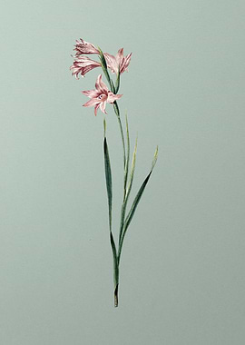 Painted Lady on Green