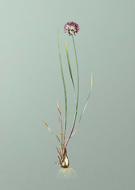 Allium Foliosum on Green