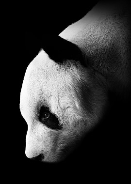Low Key Panda Image