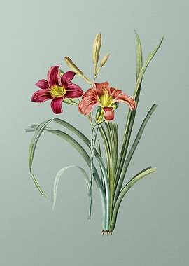 Orange Day Lily on Green