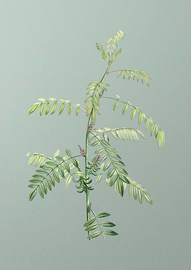 Flowering Indigo Plant