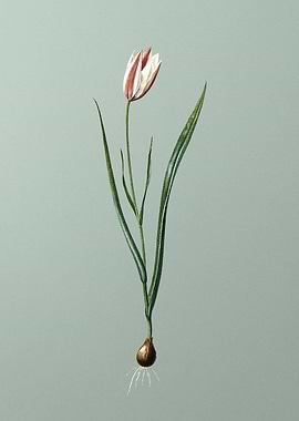 Lady Tulip on Mint Green