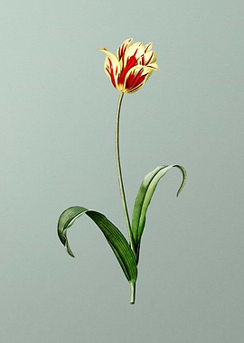 Didiers Tulip on Green