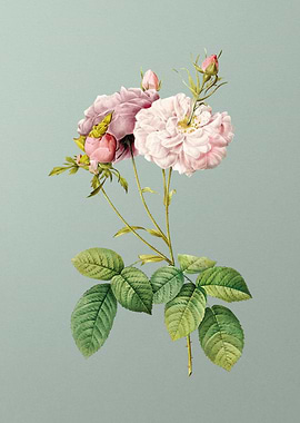 Blooming Damask Rose