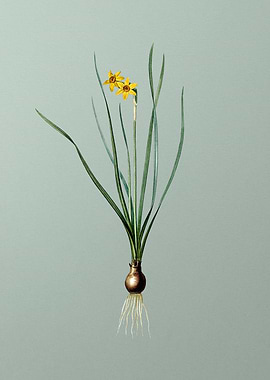 Rush Leaf Jonquil on Green