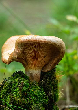 Mushroom