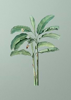 Banana Tree on Green