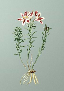 Lily of the Incas on Green