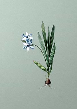 Gladiolus Plicatus on Mint