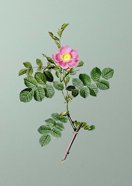 Pink Sweetbriar Rose