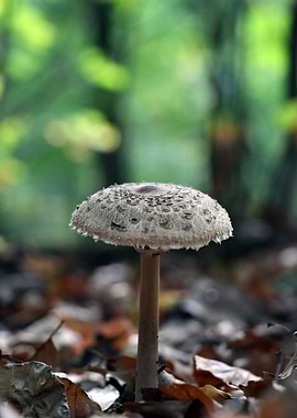Mushroom