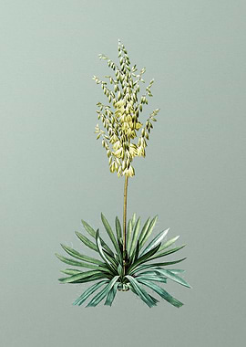 Adams Needle on Green