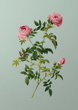 Rose of the Hedges on Mint