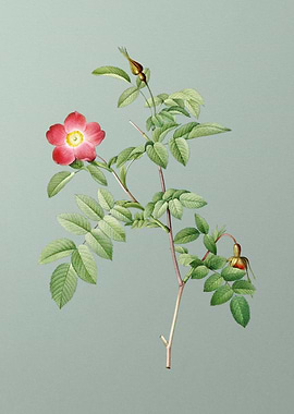 Pink Alpine Rose on Green