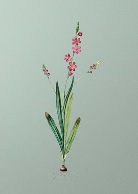 Ixia Scillaris on Green