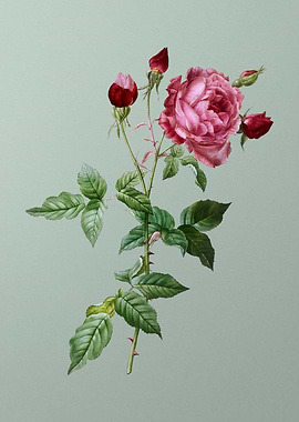 Blooming Provence Rose