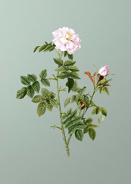 Blooming Pink Rosebush