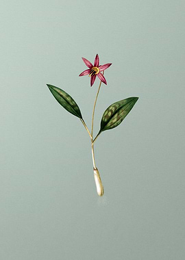 Erythronium on Mint Green