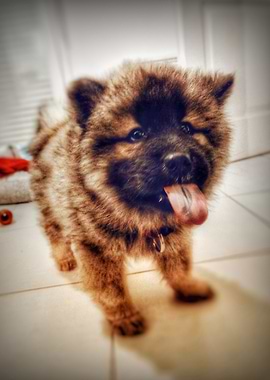 Flocky the eurasier