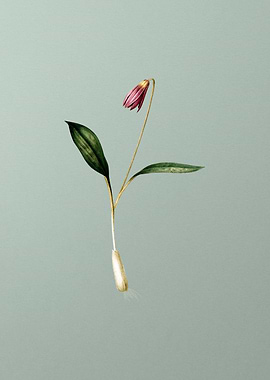 Erythronium on Light Green