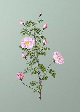 Pink Scotch Briar Rose