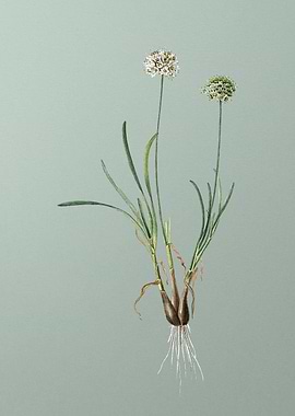 Allium Carolinianum