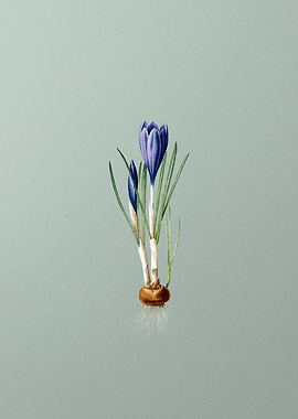 Spring Crocus on Green