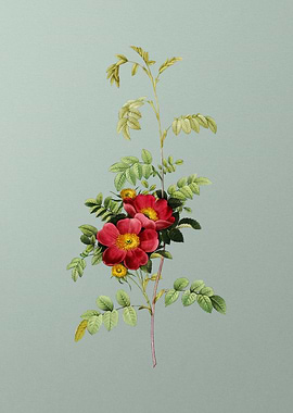 Blooming Alpine Rose