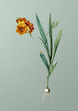 Ixia Miniata on Green