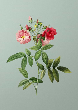 Hudson Rose on Mint Green