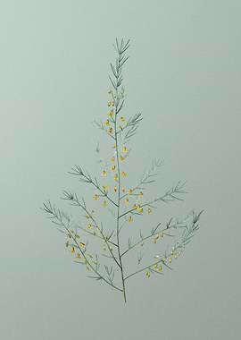 Sea Asparagus on Green