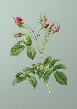 Evrats Rose Crimson Buds