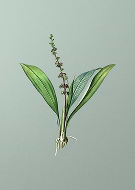 Peliosanthes Teta on Green