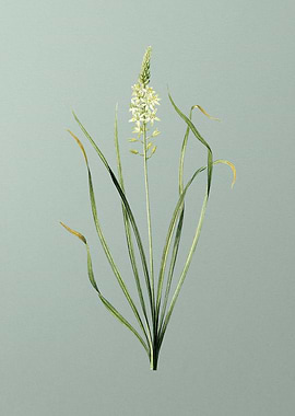 Wild Asparagus on Green