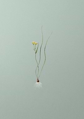 Ornithogalum Spathaceum