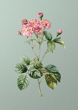 Vintage Pink Rosebush