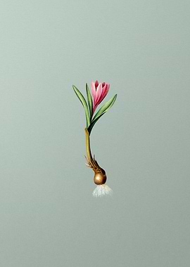 Spring Meadow Saffron