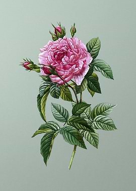 Blooming Pink French Rose