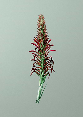 Pitcairnia Latifolia