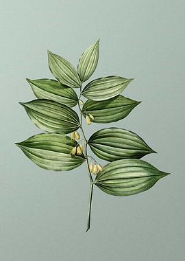 King Solomons Seal on Mint