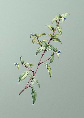 Birdbill Dayflower on Mint