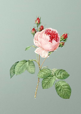 Pink Cabbage Rose on Green