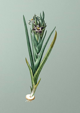 Ferraria on Mint Green