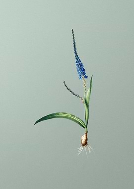 Ixia Plantaginea on Green