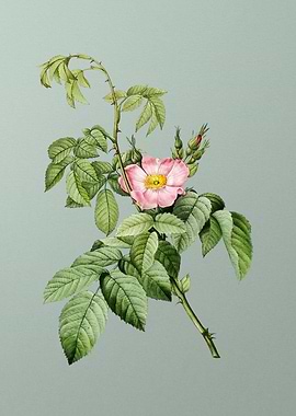 Blooming Apple Rose